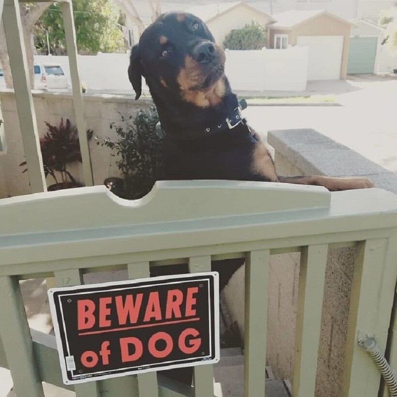 Собака 40 лет. Злая собака на Пангане. Блогер Инстаграм злая собака. Dangerous Dog sign. Фото собаки из окна охраняю двор.
