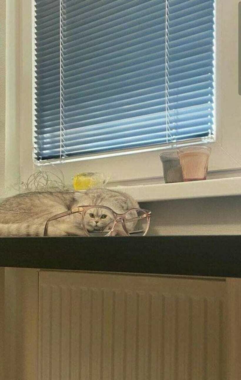 Блог - 20 фото котов, которые наглыми и абсурдными действиями очень рассмешили своих хозяев 20 фото котов, которые наглыми и абсурдными действиями очень рассмешили своих хозяев