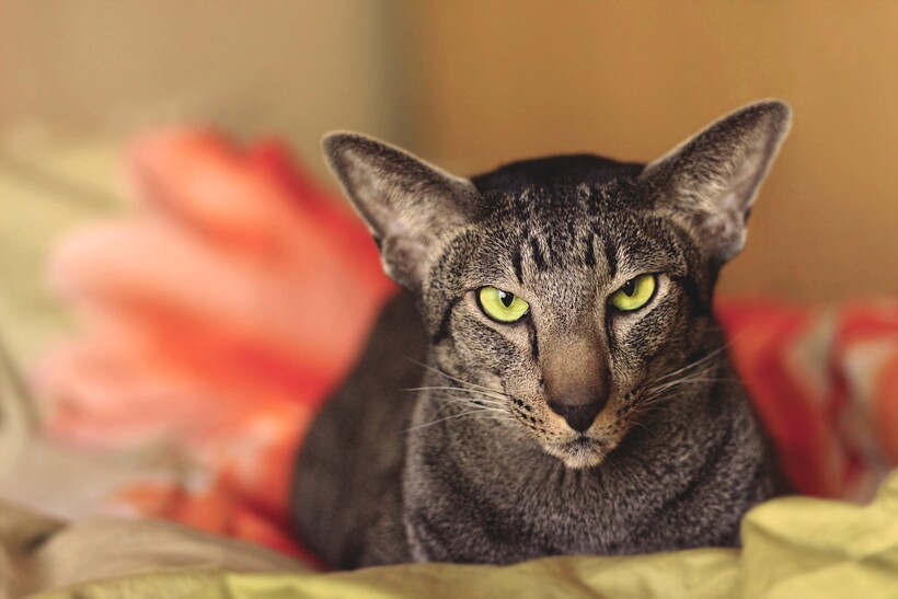 Фото: Ren_san / flickr.com Фото: Ren_san / flickr.com