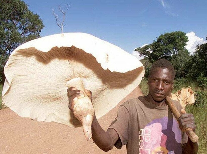 Блог - 10 фотографий необычных грибов, которые смогут удивить любого 10 фотографий необычных грибов, которые смогут удивить любого