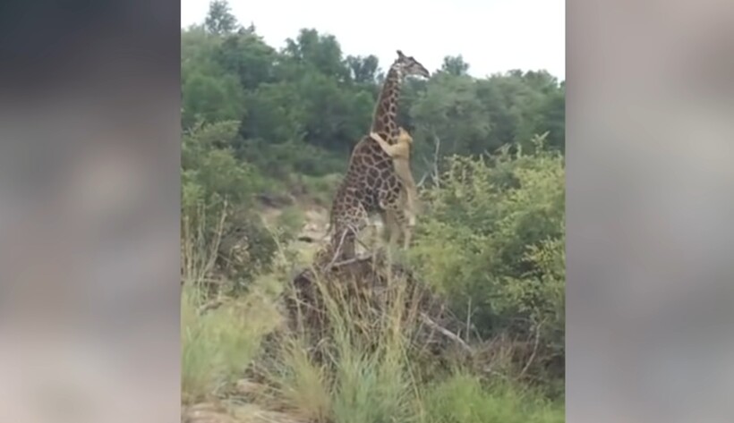 львы охота на жирафа видео