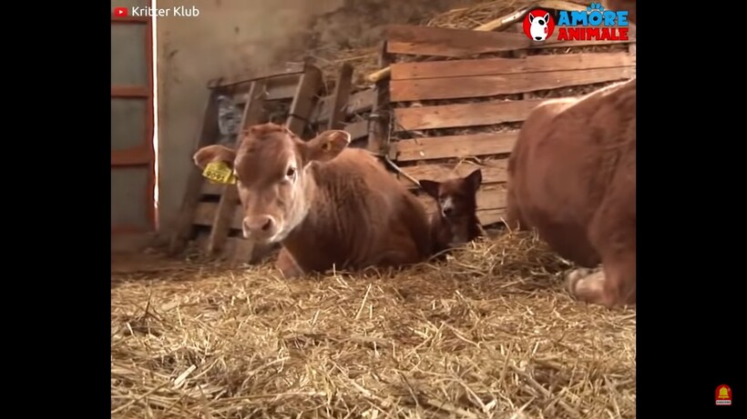 Блог - Видео: Собаку разлучили с коровой, которая ее вырастила, но пес умудрился вернуть ее Видео: Собаку разлучили с коровой, которая ее вырастила, но пес умудрился вернуть ее