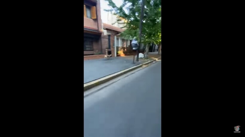 Блог - Видео: Собака спрыгнула с мчащегося мотоцикла и побежала быстрее него Видео: Собака спрыгнула с мчащегося мотоцикла и побежала быстрее него