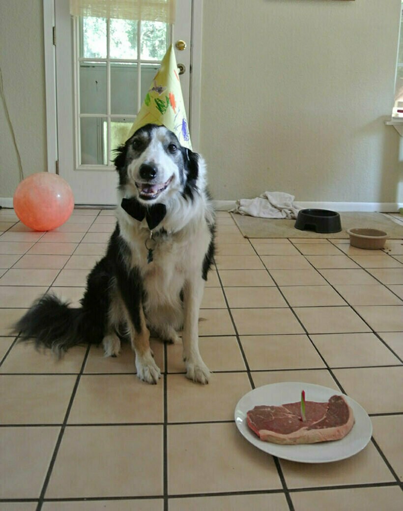 21 умилительное фото собак, которым хозяева устроили вечеринку в день рождения 