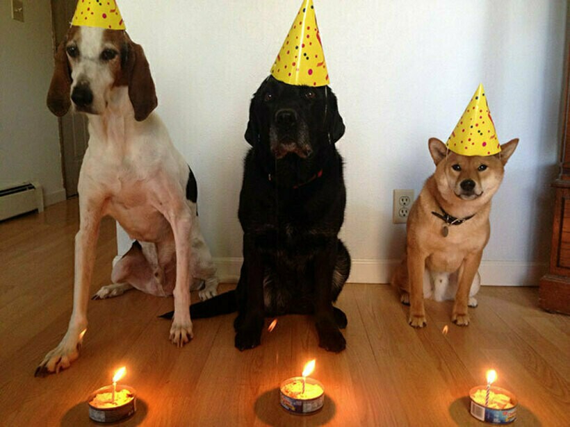 21 умилительное фото собак, которым хозяева устроили вечеринку в день рождения 