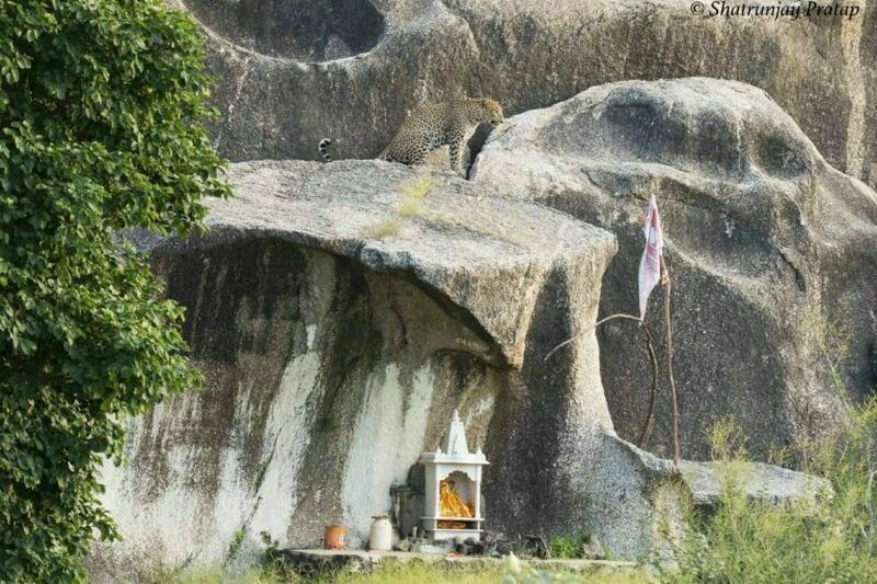 Небольшой храм, куда приносят дары, даже когда леопард вот так сидит на скале. Фото: india.mongabay.com