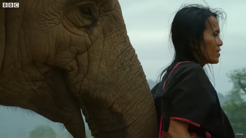 Видео: Как жительница Таиланда стала частью слоновьего стада