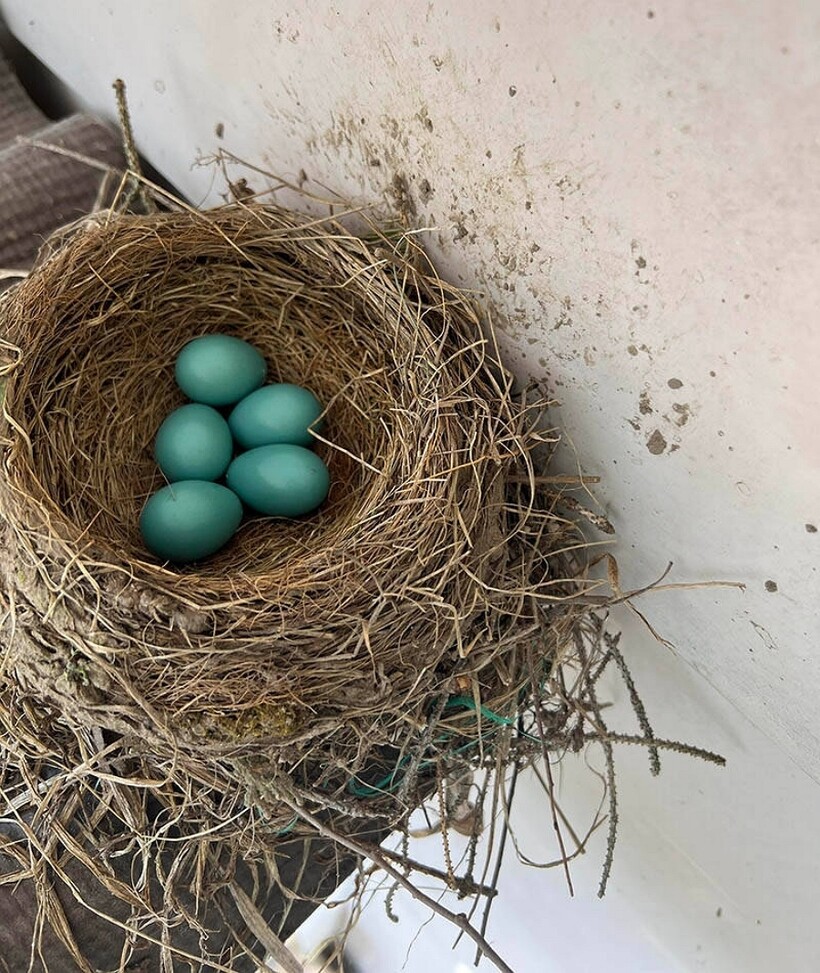 Цвет яйца малиновки фото