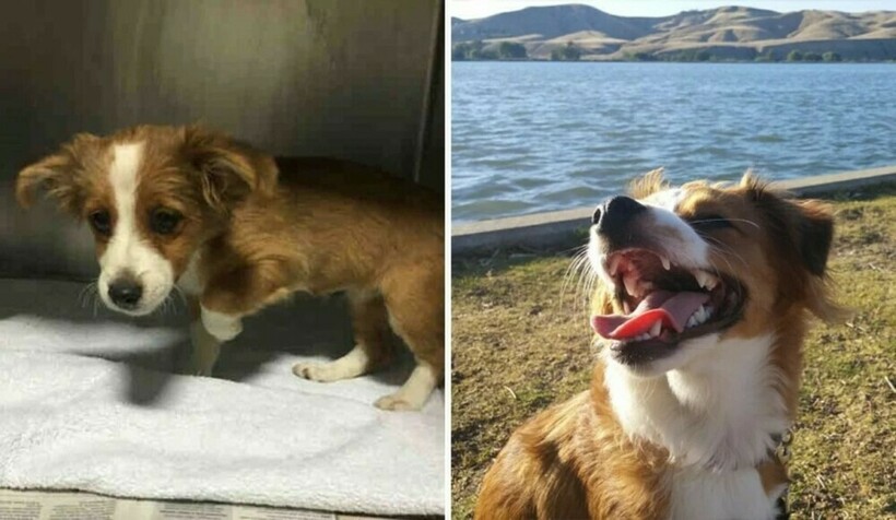14 фотографий собак до и после приюта, которые трогают до глубины души