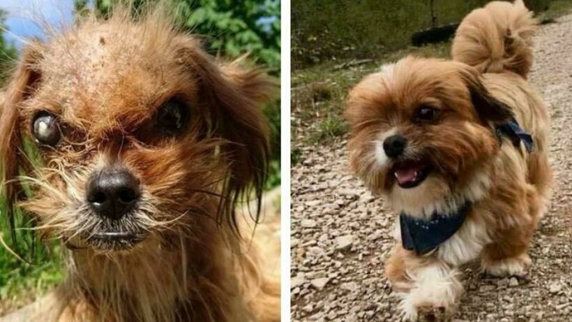 14 фотографий собак до и после приюта, которые трогают до глубины души