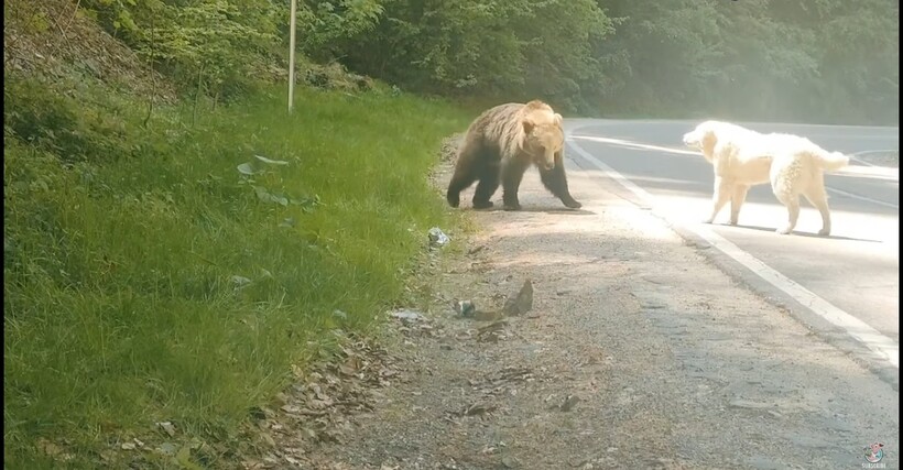 Видео: Алабай против медведя — храбрый пес пытается прогнать косолапого великана