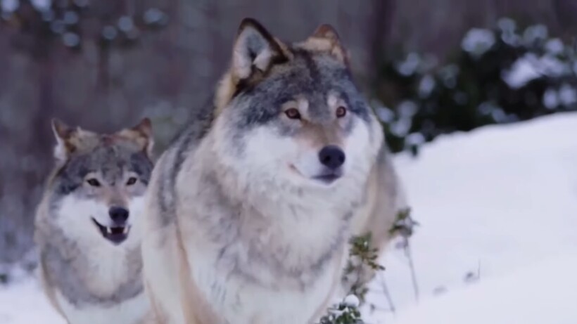 Видео: Кто опасней для волков — медведь или амурский тигр