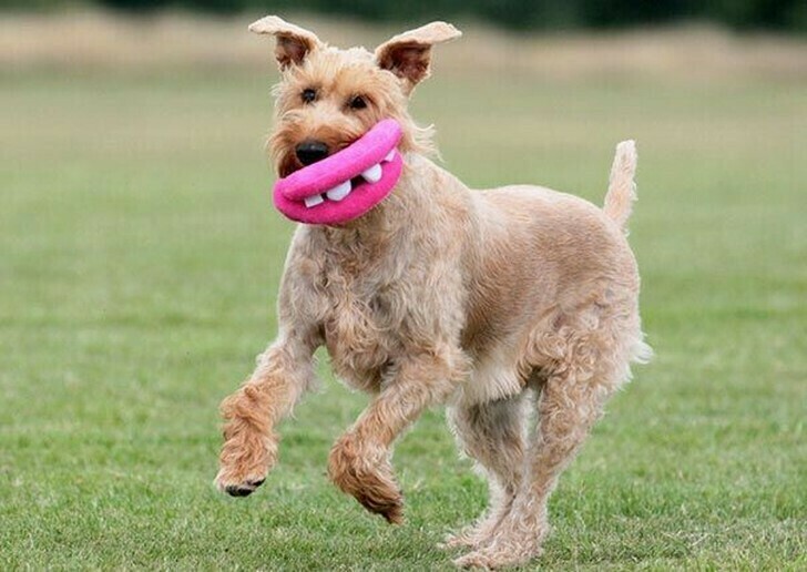 10 собак, которые не подозревают, насколько глупо выглядят со своими игрушками