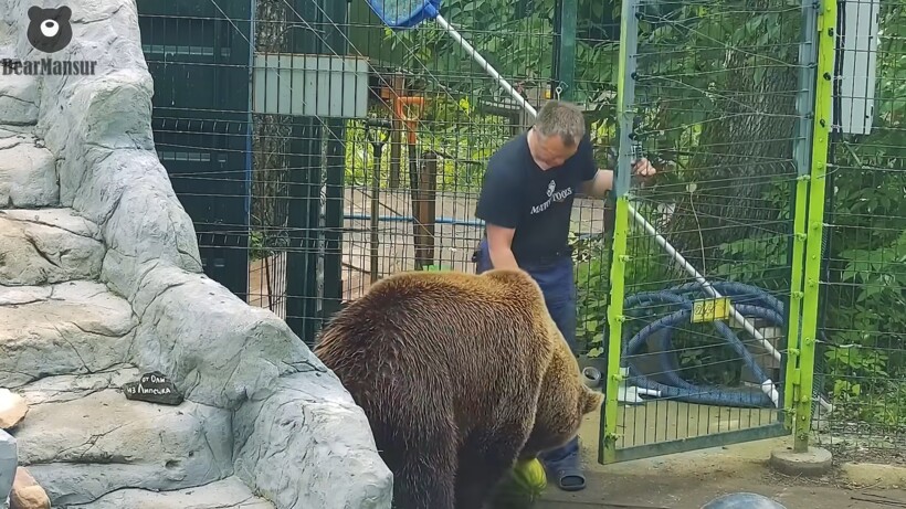 Блог - Видео: Медведь Мансур попробовал первый арбуз за это лето и остался доволен Видео: Медведь Мансур попробовал первый арбуз за это лето и остался доволен