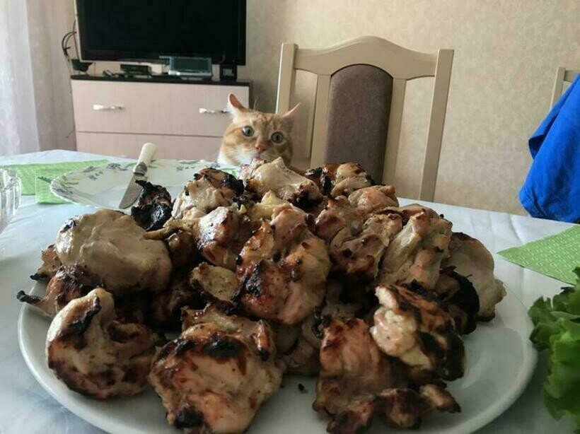 Блог - 16 наглых котов, которые хоть и сыты, но все равно воруют и выпрашивают еду у хозяев 16 наглых котов, которые хоть и сыты, но все равно воруют и выпрашивают еду у хозяев