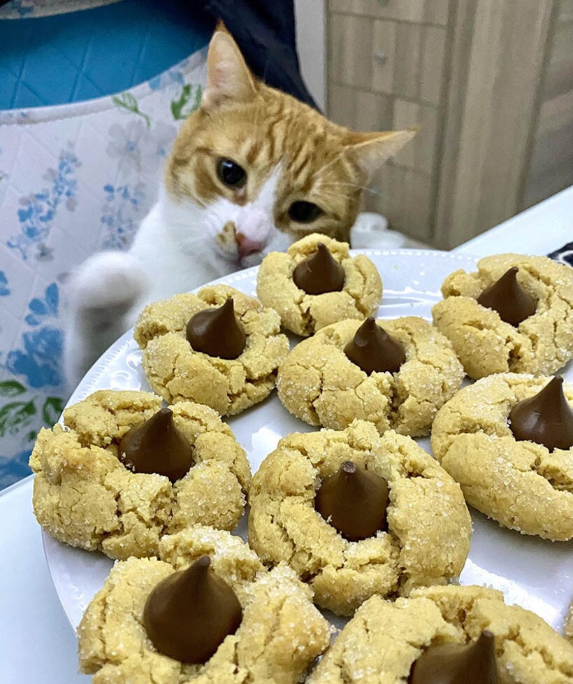 Блог - 16 наглых котов, которые хоть и сыты, но все равно воруют и выпрашивают еду у хозяев 16 наглых котов, которые хоть и сыты, но все равно воруют и выпрашивают еду у хозяев
