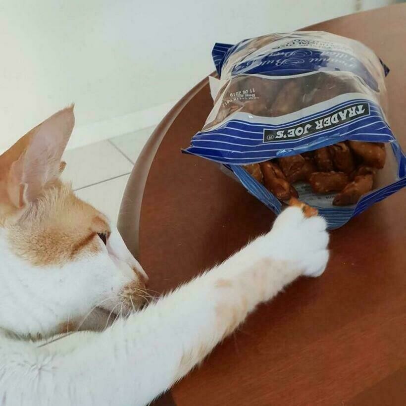 Блог - 16 наглых котов, которые хоть и сыты, но все равно воруют и выпрашивают еду у хозяев 16 наглых котов, которые хоть и сыты, но все равно воруют и выпрашивают еду у хозяев