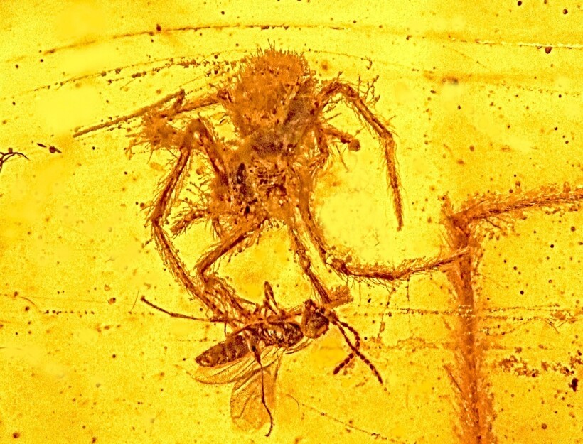 Фото: askentomologists.files 