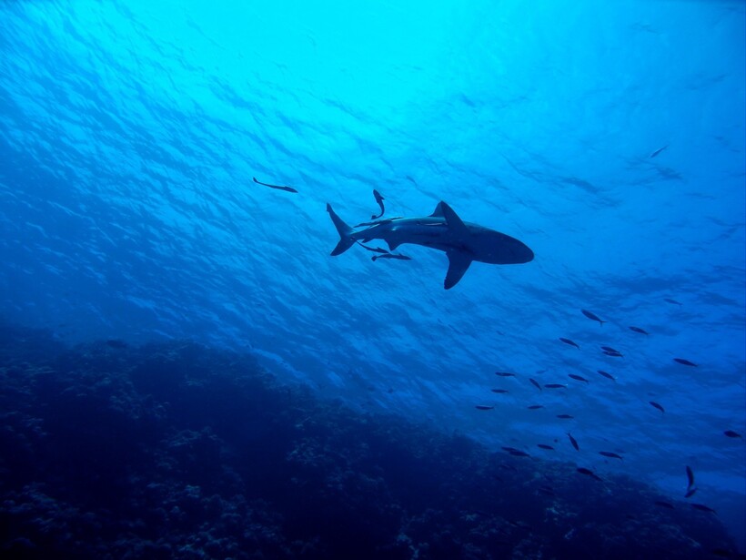 Фото: bluegroper/pixabay.com Фото: bluegroper/pixabay.com