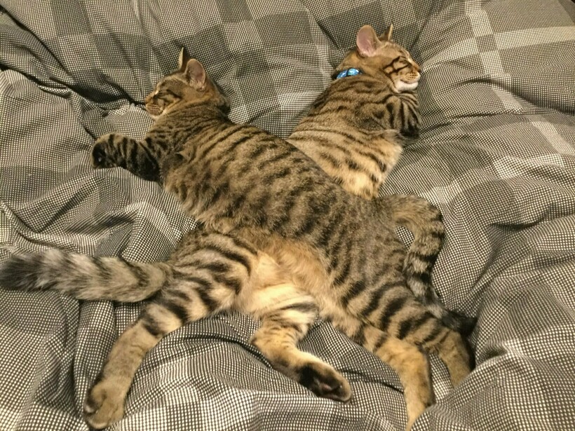 Сколько коты спят