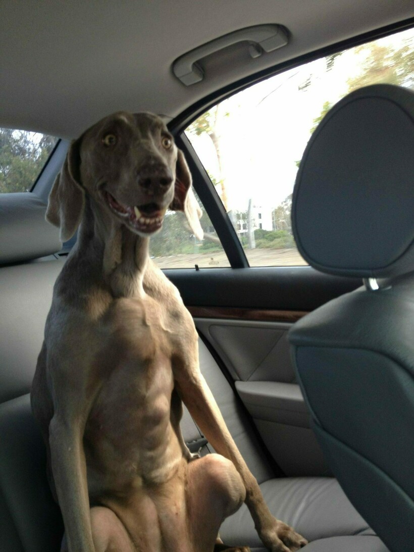 10 фотодоказательств того, что поездка в машине с собакой скучной не бывает