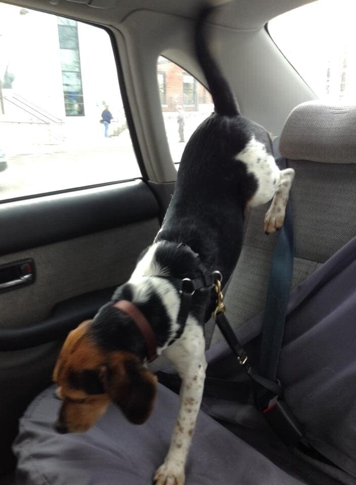 10 фотодоказательств того, что поездка в машине с собакой скучной не бывает