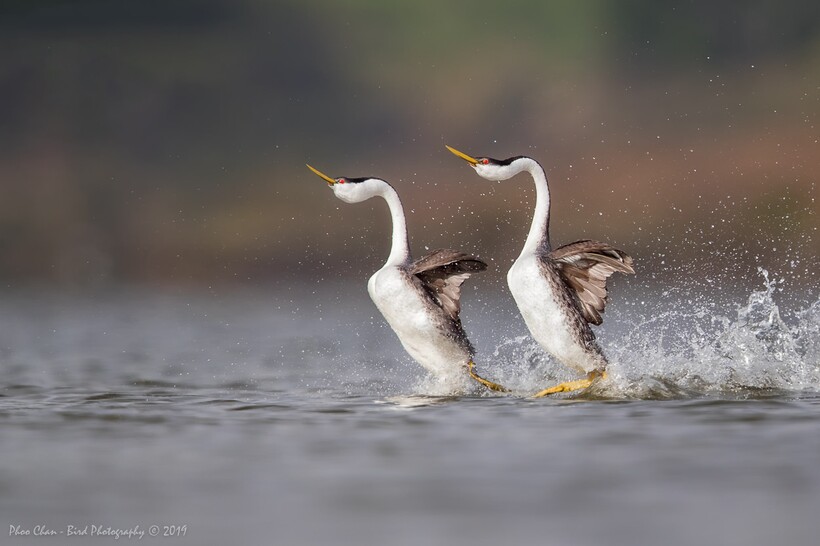 Фото: Phoo Chan Фото: Phoo Chan
