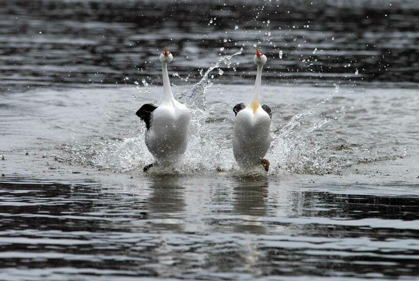 Фото: sandiegouniontribune.com Фото: sandiegouniontribune.com