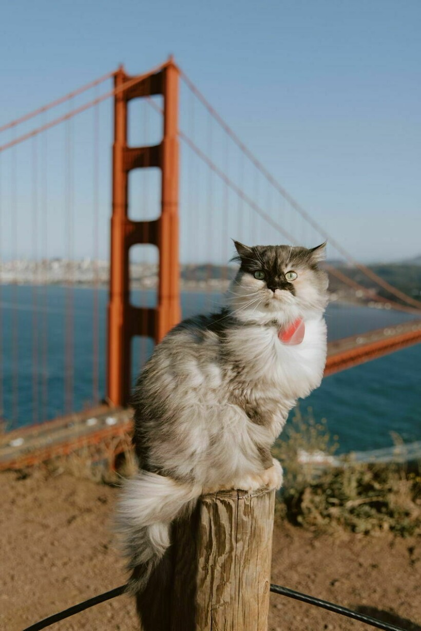  17 фото кошки, которая любит путешествовать