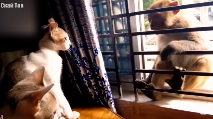 Видео: кошки против медведей, лис, обезьян и даже людей