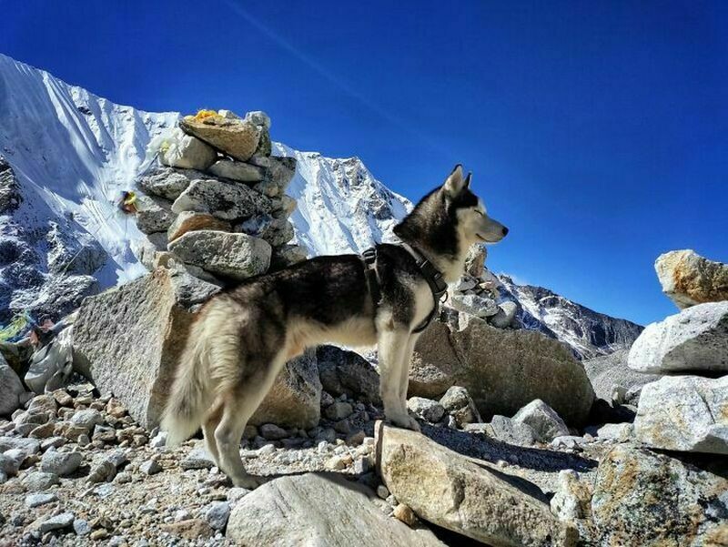 16 фото путешественницы, которая покоряет Гималаи со своими собаками