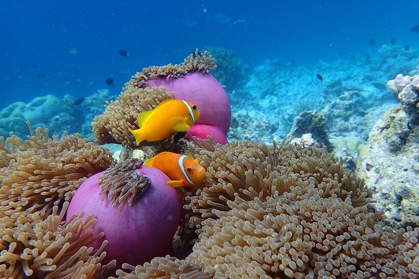Исследуйте невероятный подводный мир Индийского океана вместе с курортом Huvafen Fushi