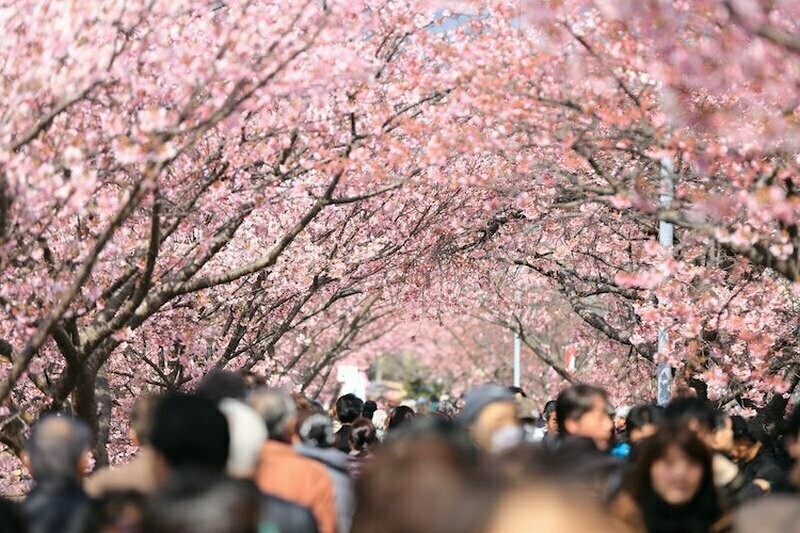 Каждую весну япония покрывается цветами вишни. фестивали цветения вишни проводятся по всей стране