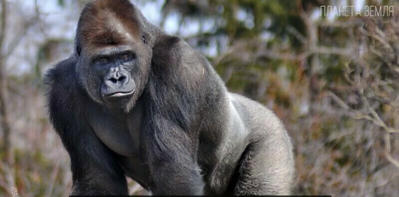 Видео: гориллы — гиганты, ужасные снаружи и добрые внутри