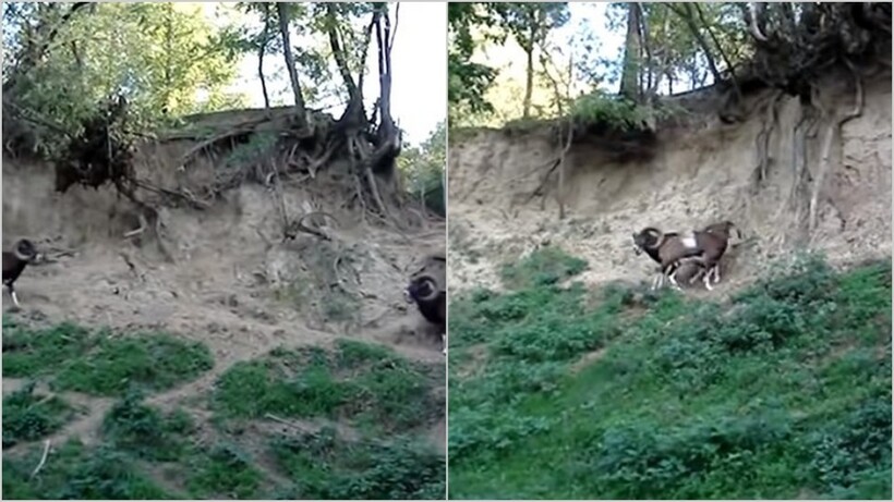 Блог - Видео: схватка двух горных баранов попала на видео Видео: схватка двух горных баранов попала на видео