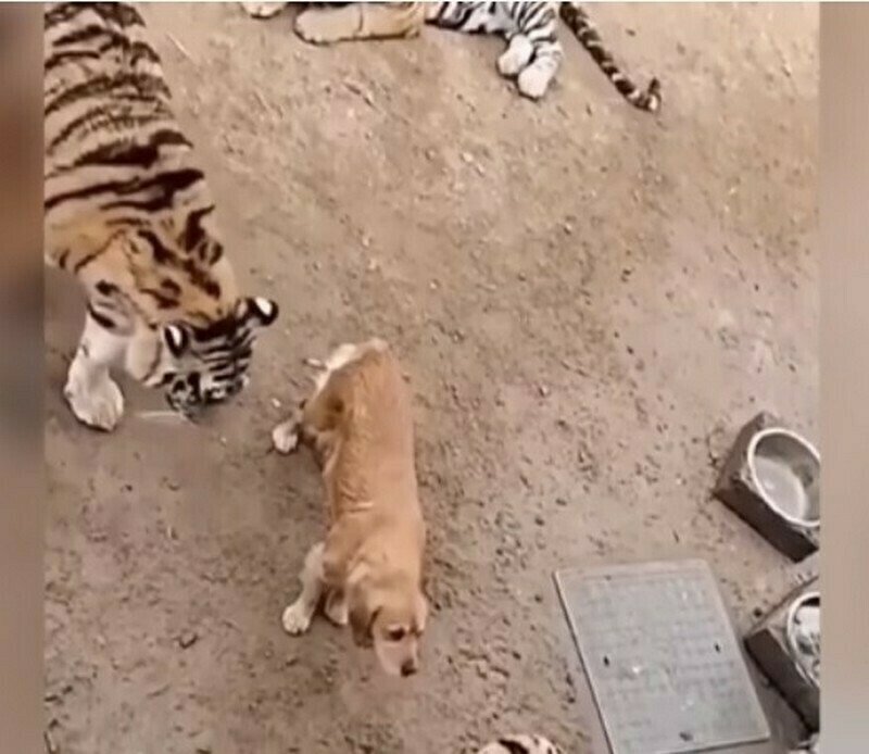Видео: собака выкормила трех тигрят, а спустя два года снова с ними встретилась
