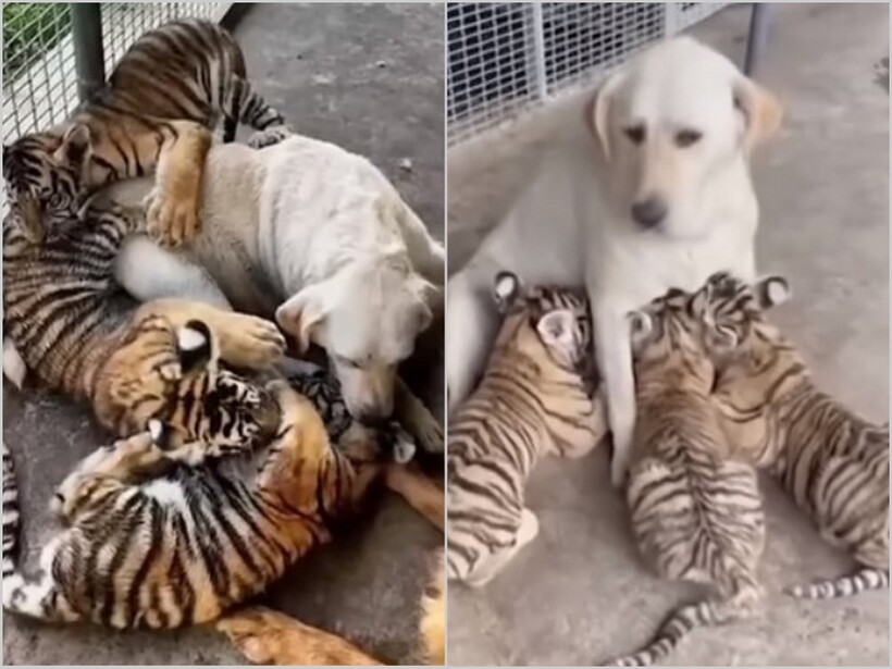 Видео: собака выкормила трех тигрят, а спустя два года снова с ними встретилась