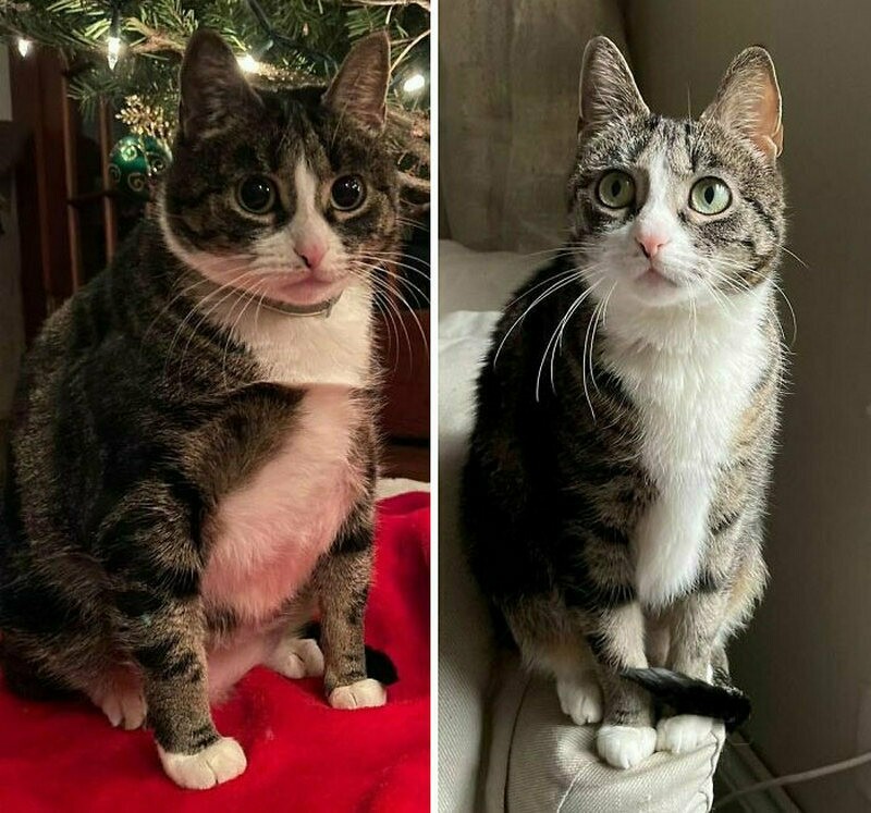 15 котов и кошек, которые уже похудели к Новому году
