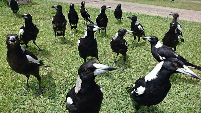 12 мест, где другие птицы заменили привычных всем голубей
