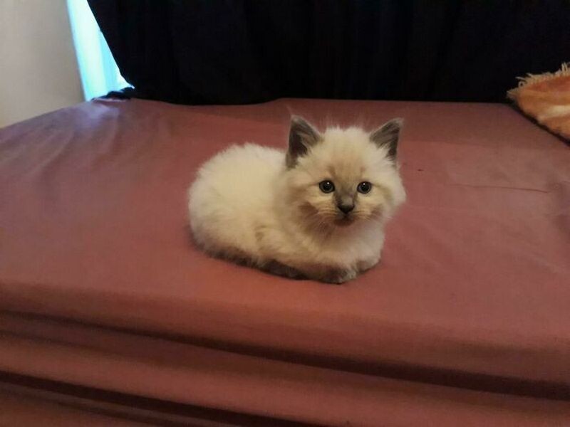 Блог - 15 кошек, которые свернулись в маленькие пушистые комочки счастья 15 кошек, которые свернулись в маленькие пушистые комочки счастья