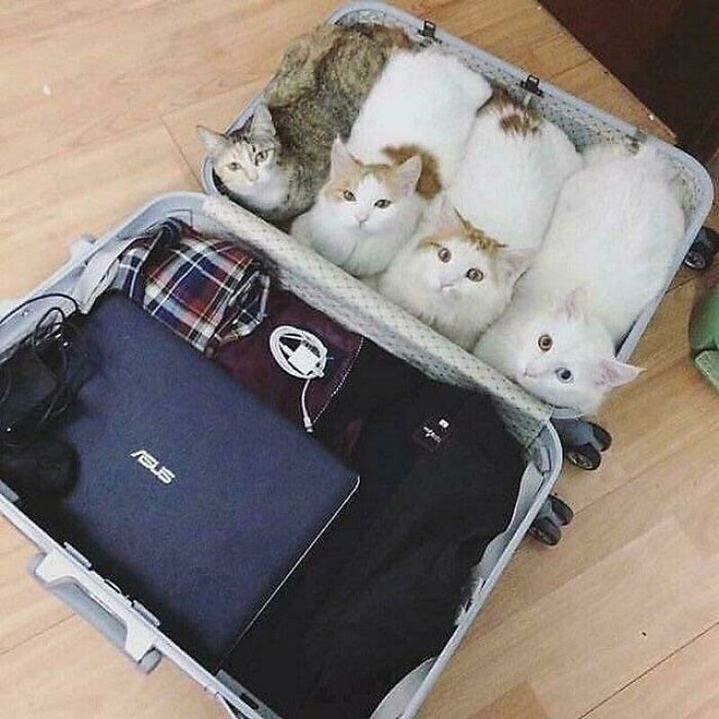 Блог - 15 кошек, которые свернулись в маленькие пушистые комочки счастья 15 кошек, которые свернулись в маленькие пушистые комочки счастья