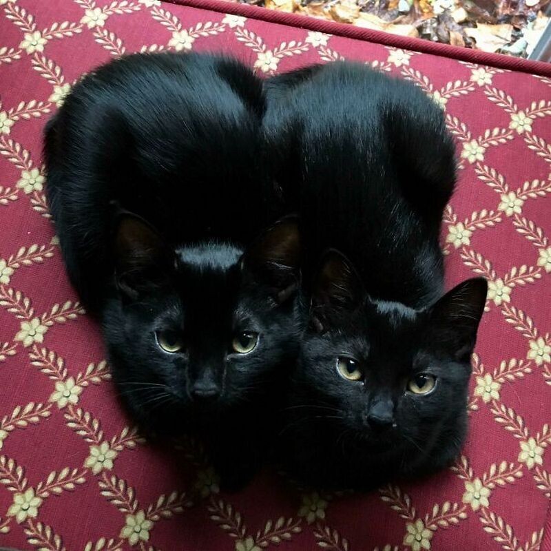 Блог - 15 кошек, которые свернулись в маленькие пушистые комочки счастья 15 кошек, которые свернулись в маленькие пушистые комочки счастья