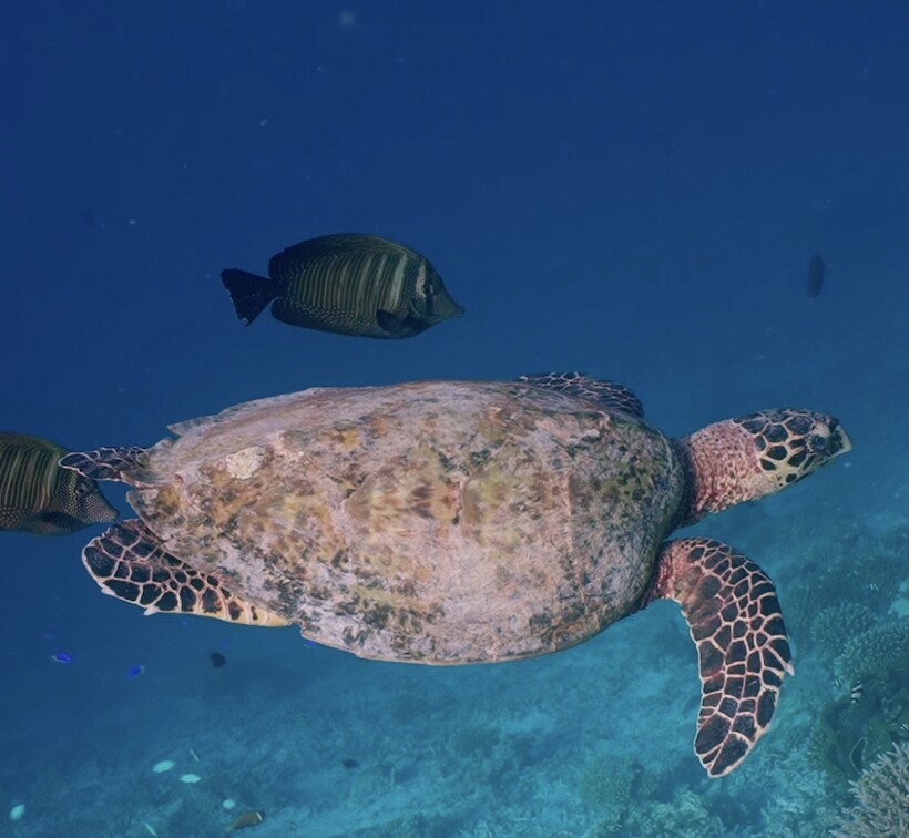 Блог - Незабываемый снорклинг на курорте Kandolhu Maldives Незабываемый снорклинг на курорте Kandolhu Maldives