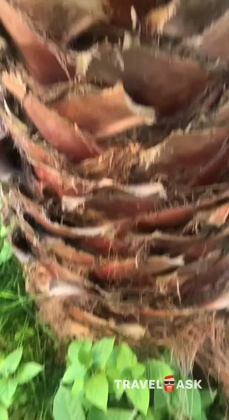 video__preview