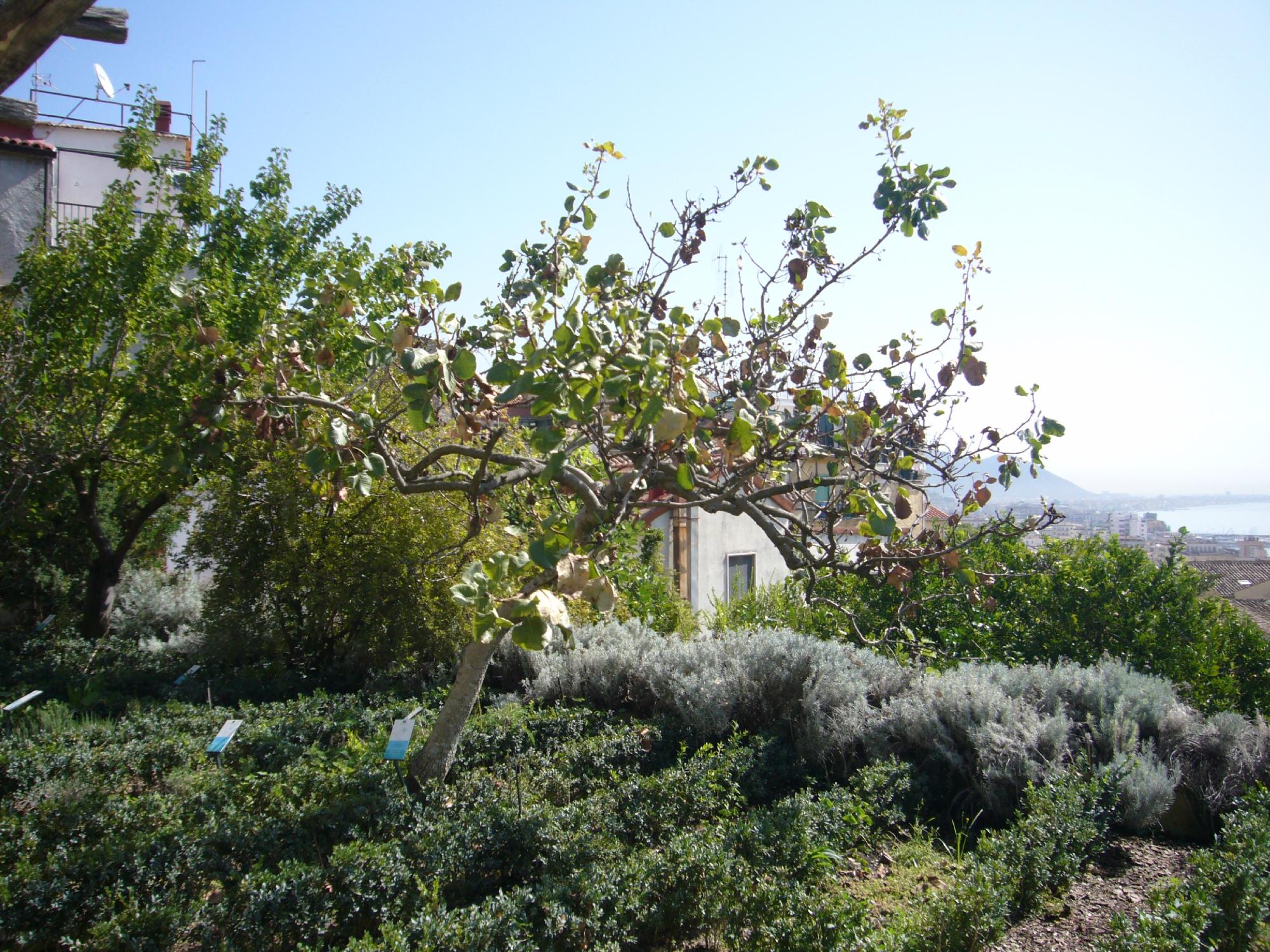 Сад Минервы