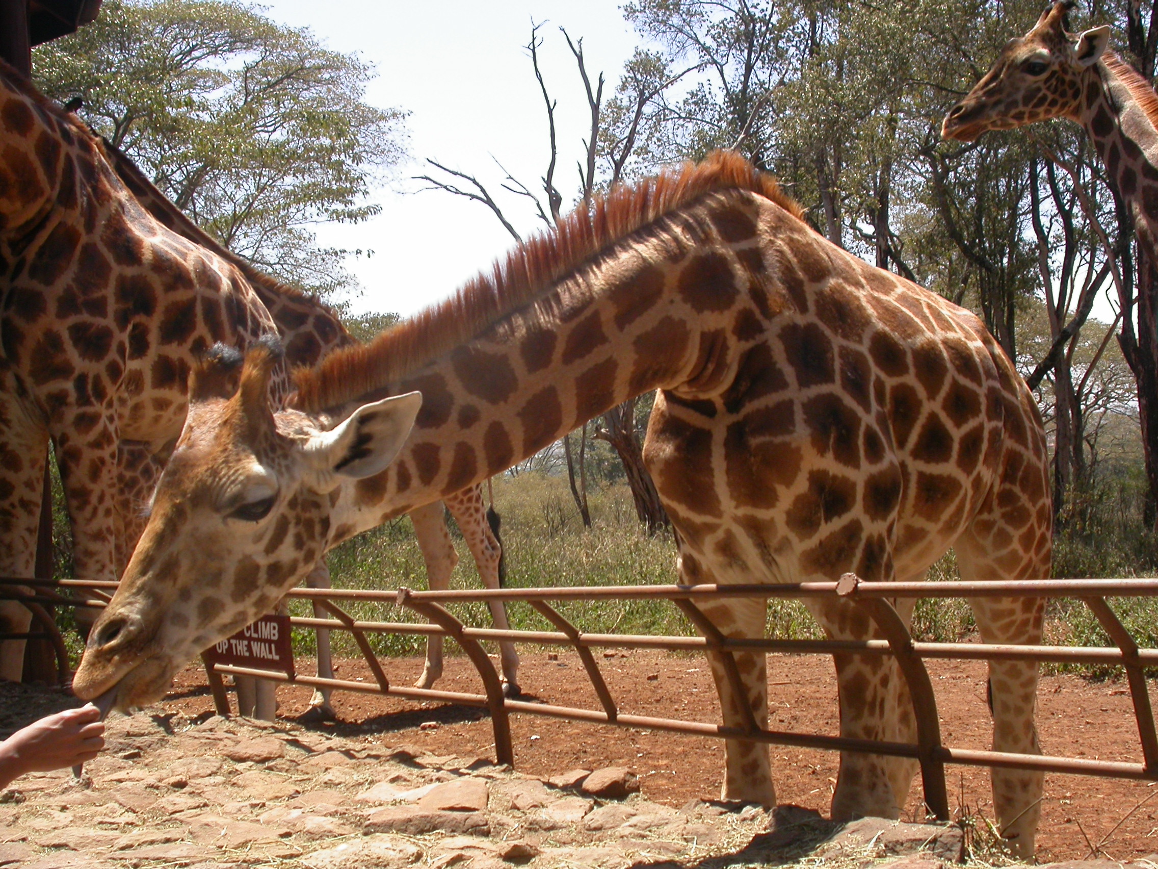 Африканский фонд по защите дикой природы - Заповедник «Центр жирафов