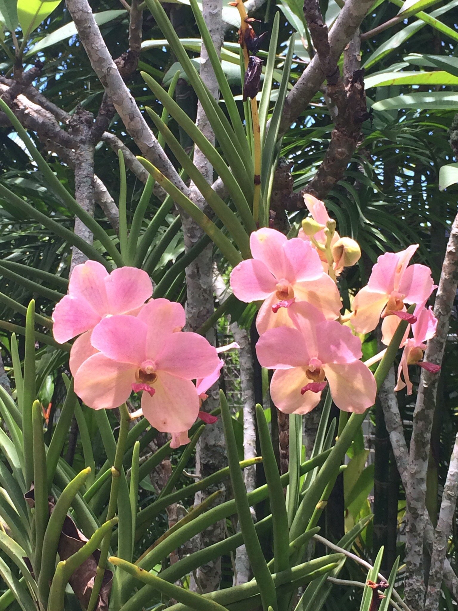 Национальный сад орхидей