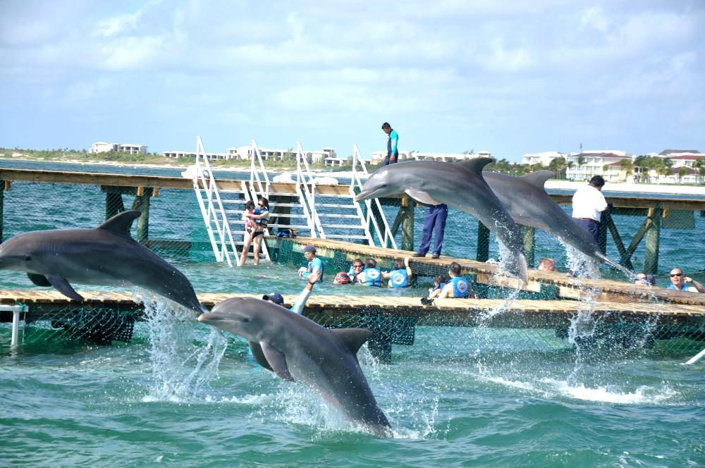Дельфинарий Dolphin Discovery