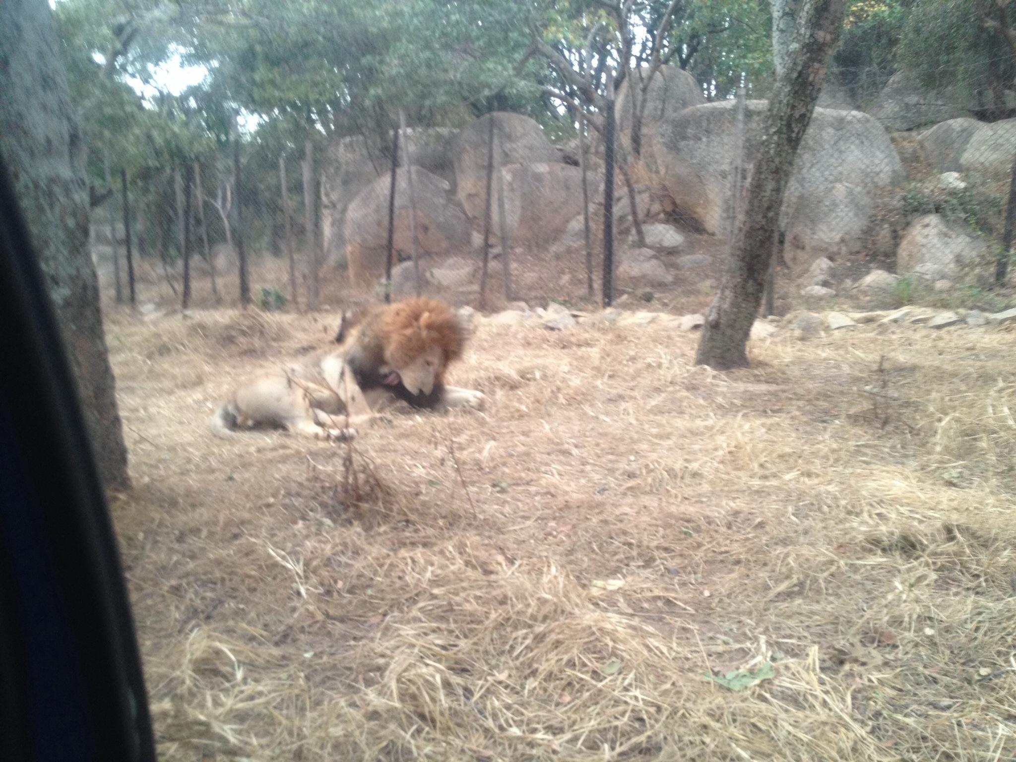 Парк львов и гепардов