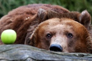 В Московском зоопарке медведи вышли из спячки  